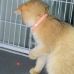 ⁦Collier Laser LED un Jouet Interactif pour Chat – سوار ليزر للقطط⁩ - الصورة ⁦3⁩
