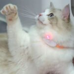 ⁦Collier Laser LED un Jouet Interactif pour Chat – سوار ليزر للقطط⁩ - الصورة ⁦4⁩